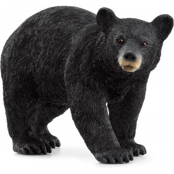 Orso  Nero  Americano-...