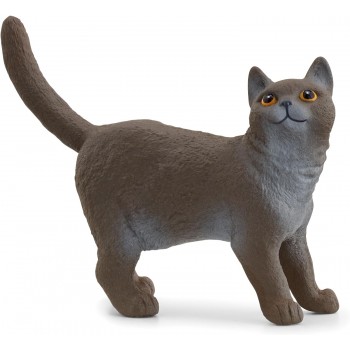 Gatto  British  Shorthair...