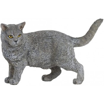 Chartreux - Papo